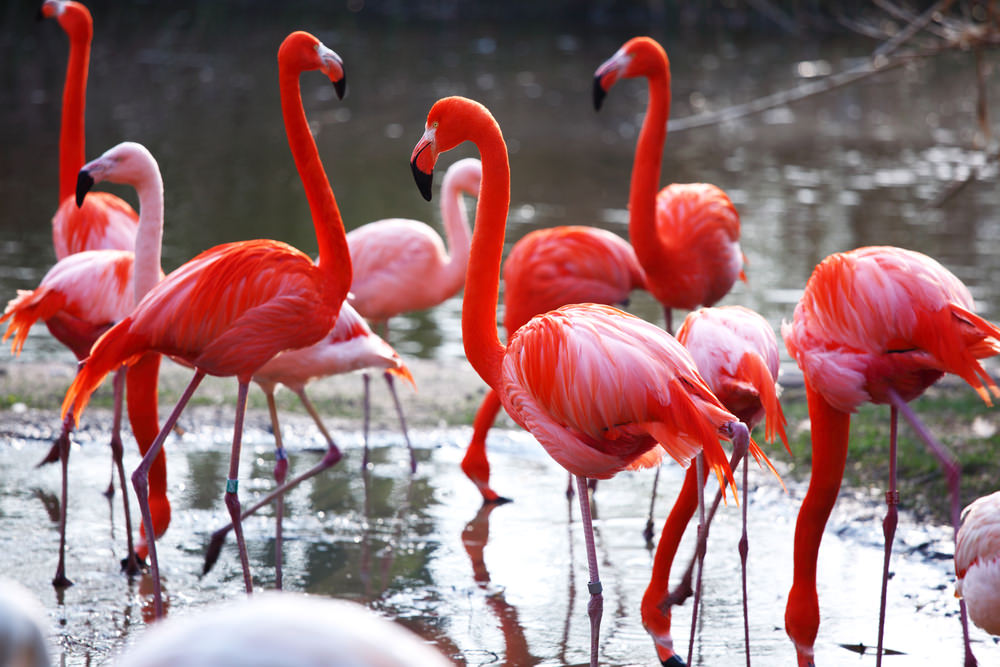 Flamingos