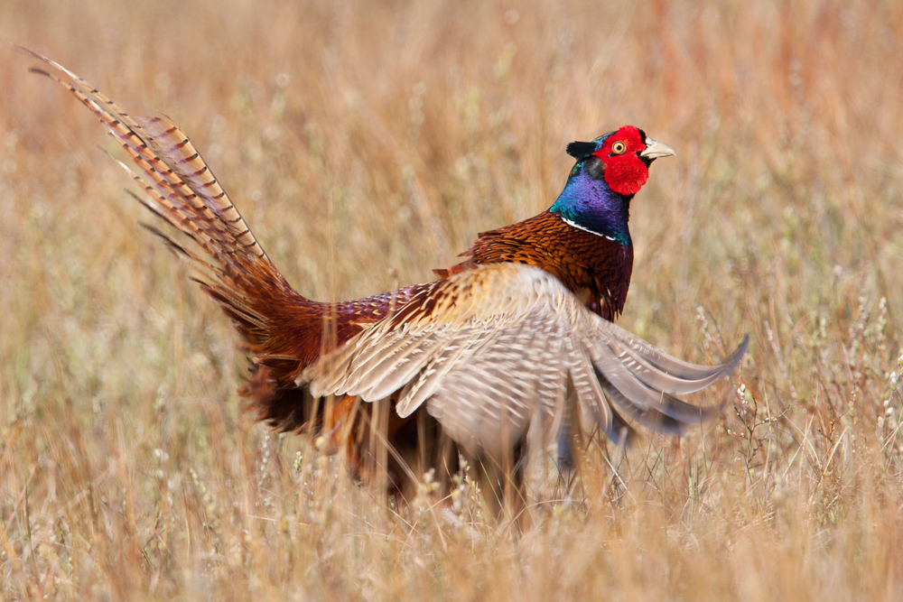 Pheasant