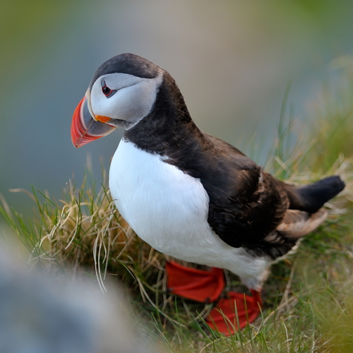 Puffin