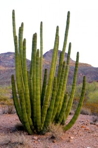 Organ Pipe Cactus