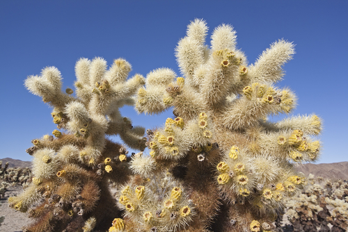 Cholla