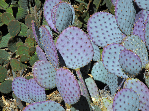 Violet Prickly Pear