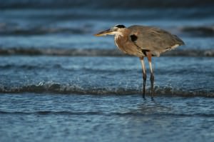 Bird in the ocean