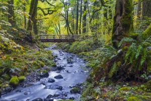 Forest with stream