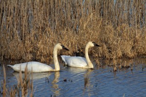 Swans on lake