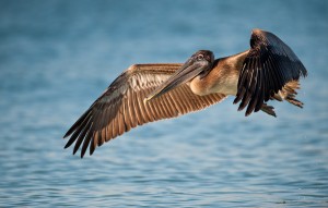 Pelican Over the Ocean