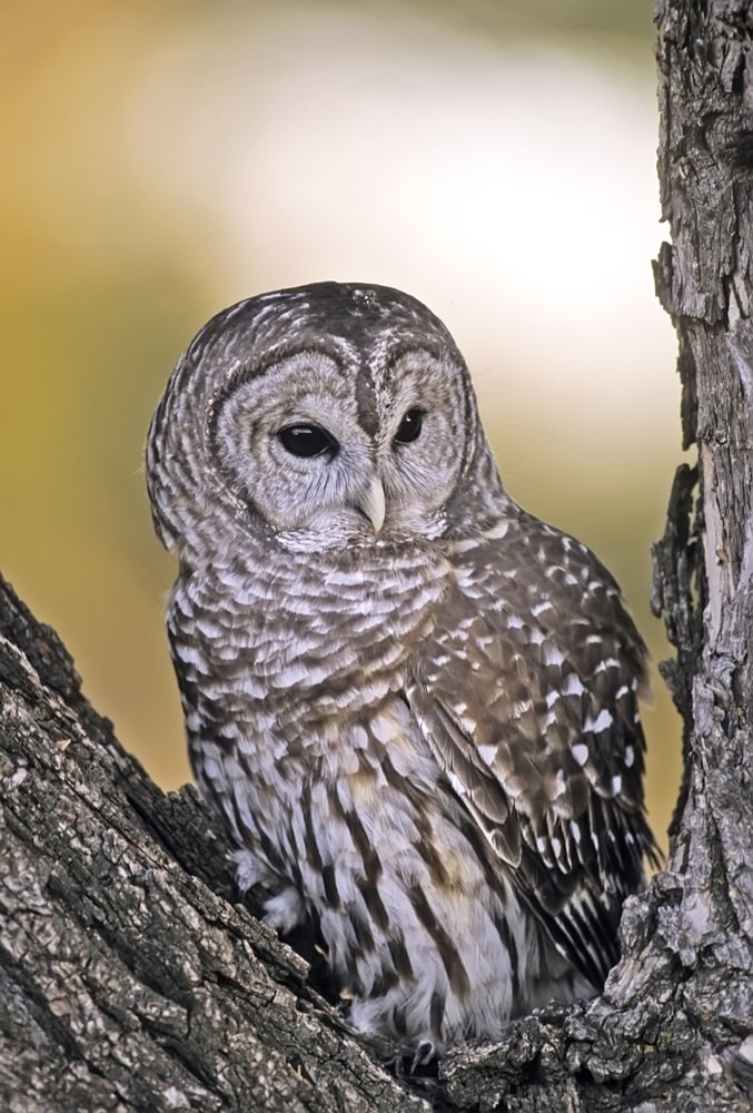 Barred Owl