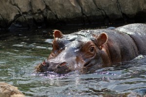 Hippo