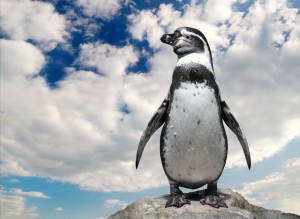 Humboldt Penguin _Favorites