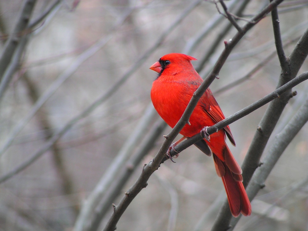 Cardinal