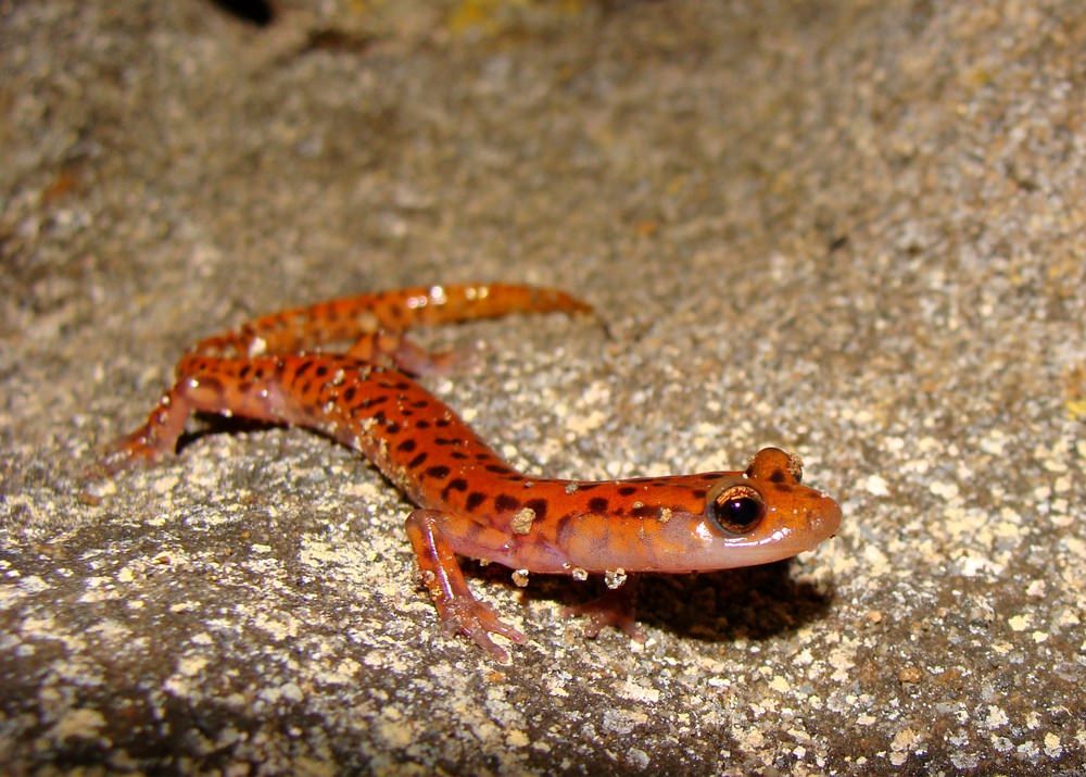 cavesalamander