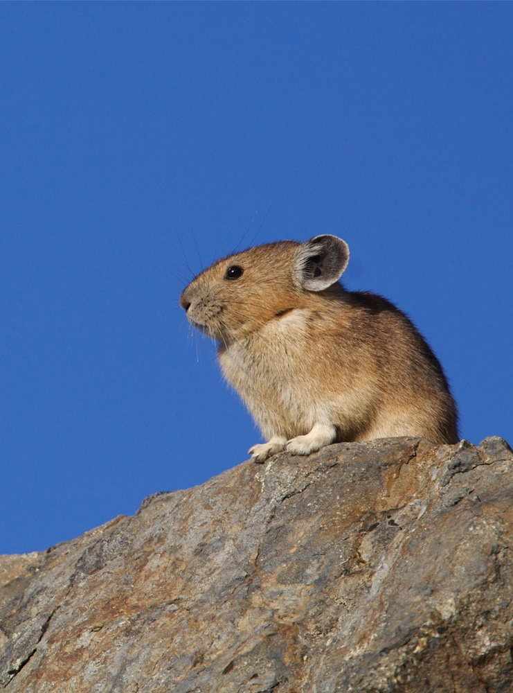 Pika