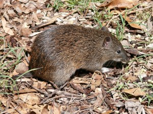 Kangaroo-Rat title=