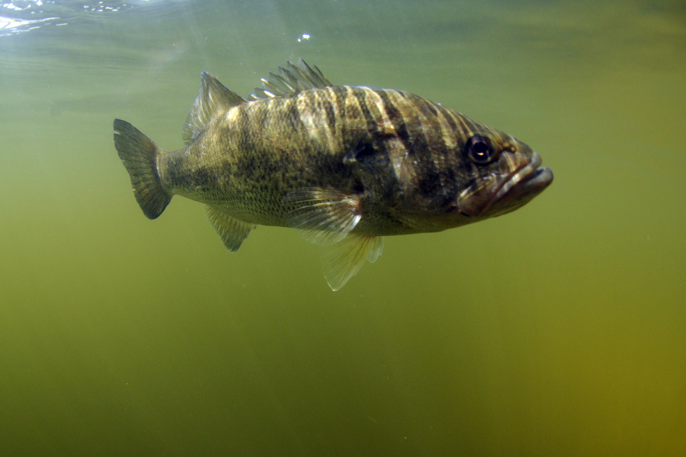 largemouth bass lone star lake fishing planet