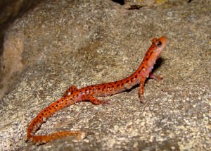 Cave Salamander