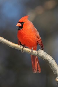 Northern Cardinal