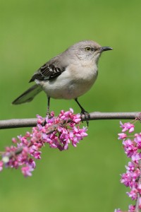 Northern Mockingbird