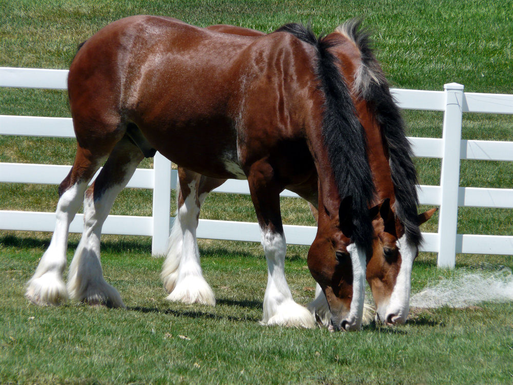 Clydesdale Horses