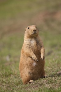 Prairie Dog