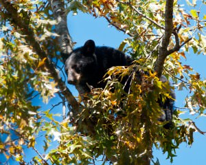 Black bear cub