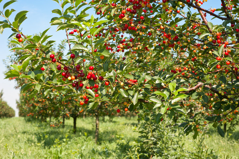 Cherry Tree