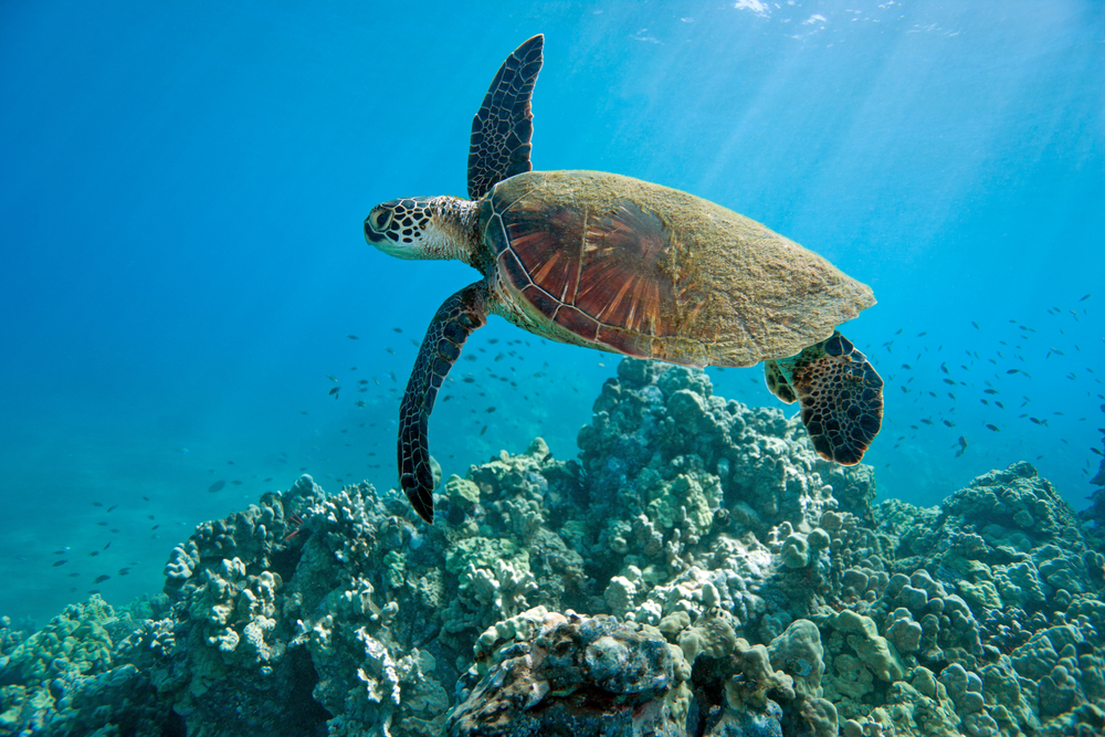 Sea Turtle