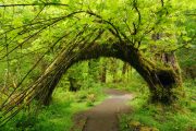 Hoh rain forest