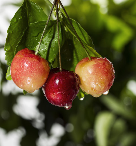 Rainier Cherries