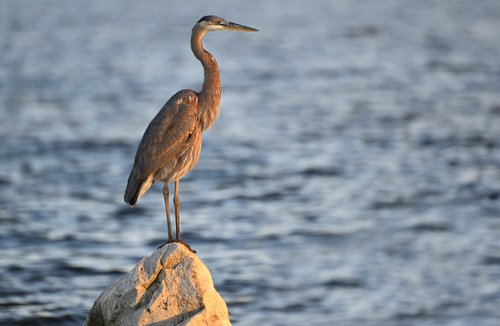 Great Blue Heron