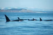 Orcas