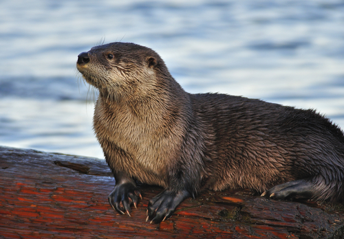 River Otter