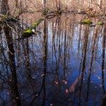 Great Swamp National Refuge