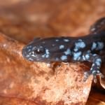 blue spotted salamander