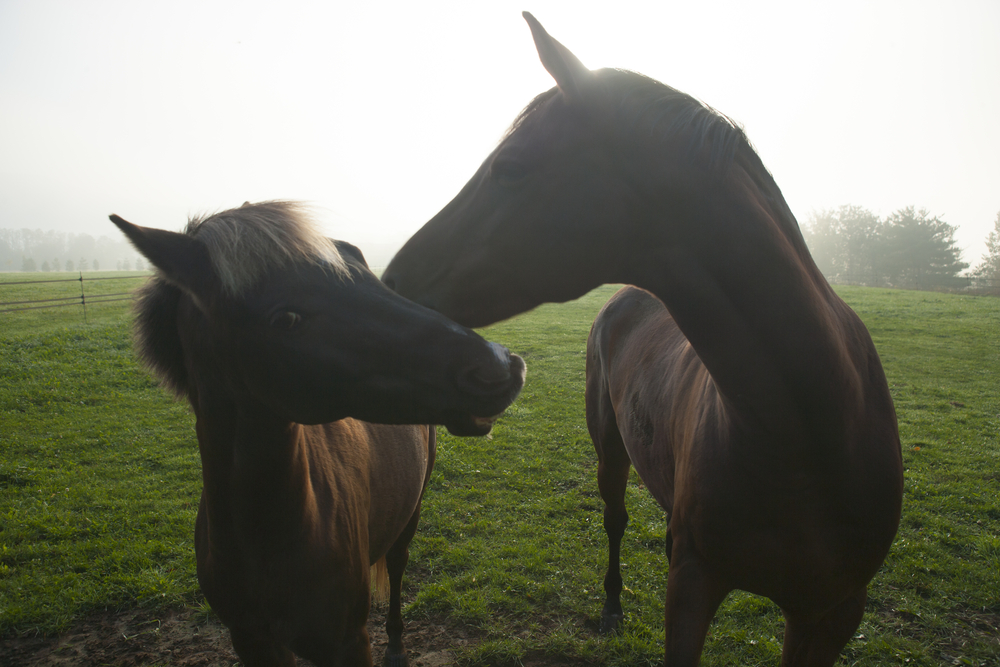 Horseback Riding