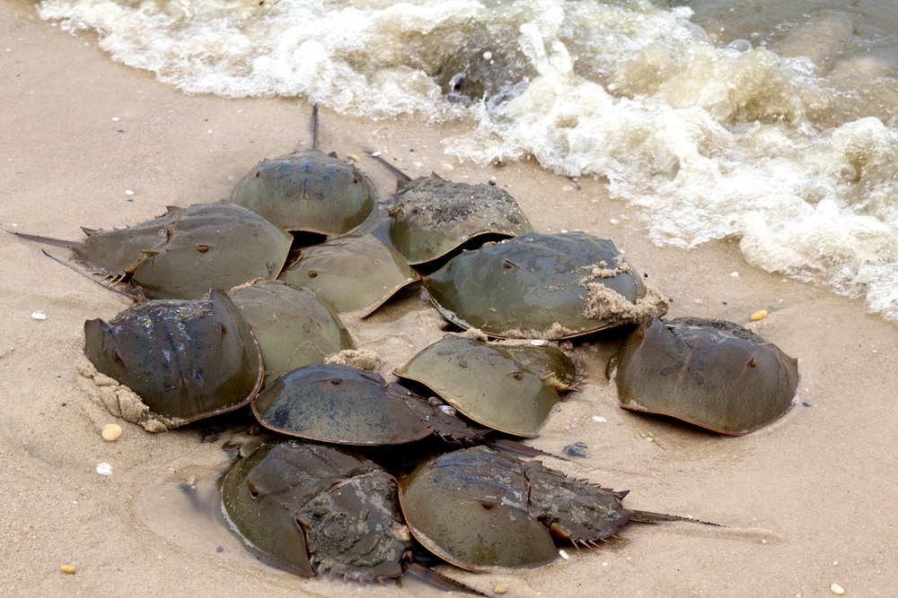 Horseshoe Crab