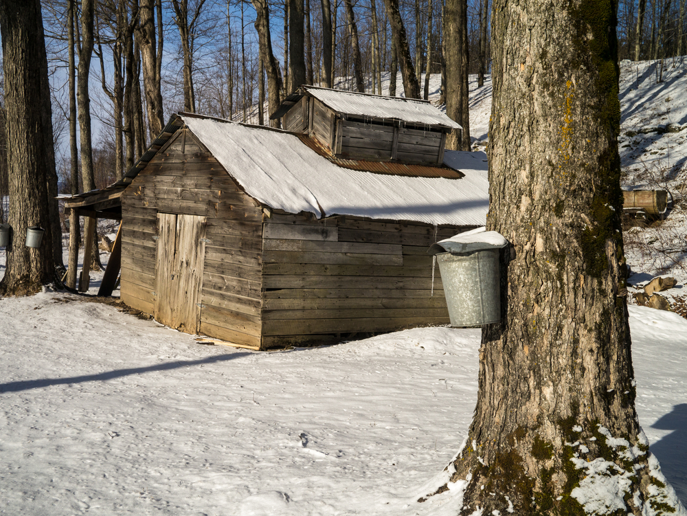 Collecting Sap for Maple Syrup