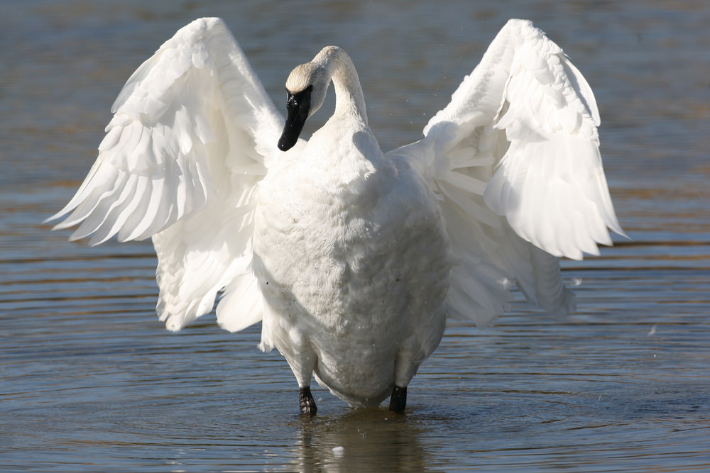 Trumpeter Swan