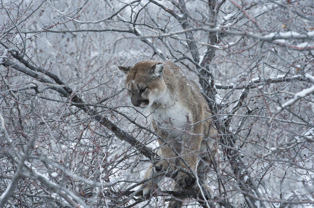 Mountain Lion