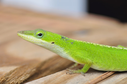 Anole