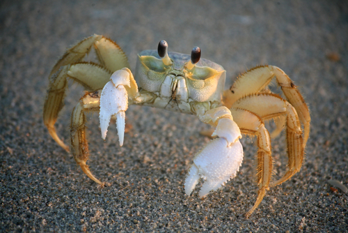 Atlantic Ghost Crab