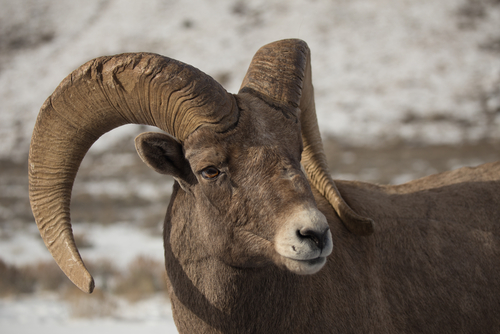  Rocky Mountain Bighorn Sheep 