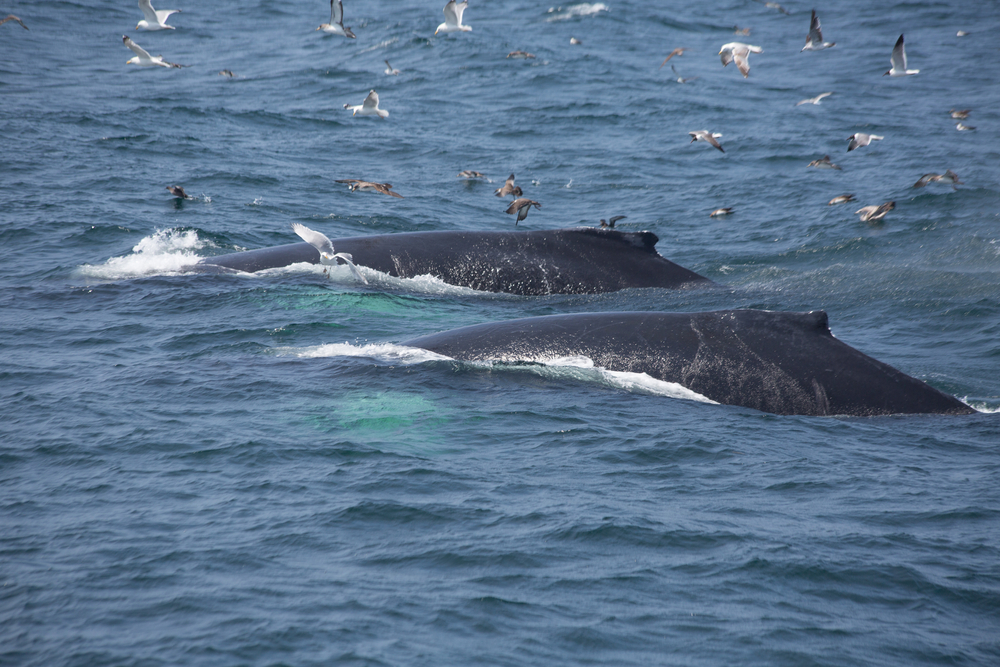 Humpback