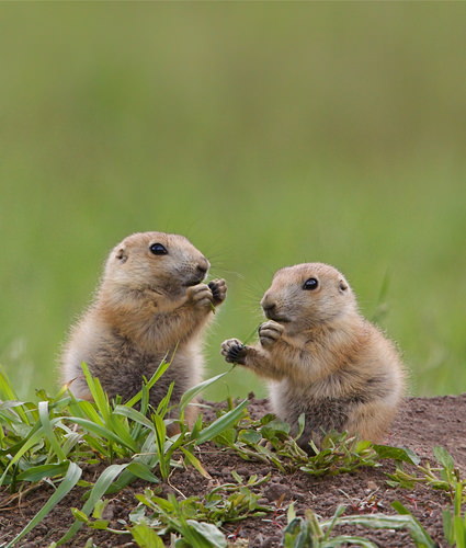 Prairie Dogs