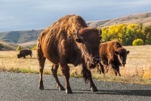 Buffaloes