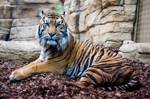 Orange and black striped tiger