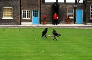 Ravens at the Tower of London