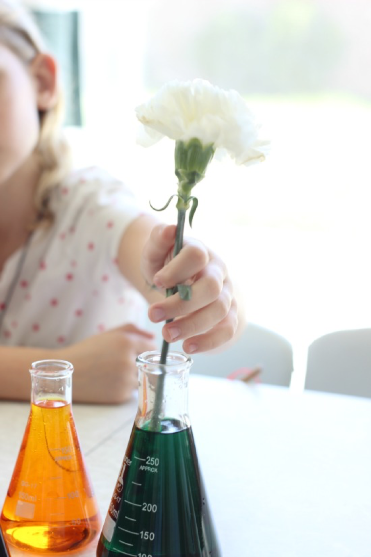 Dyeing Carnations