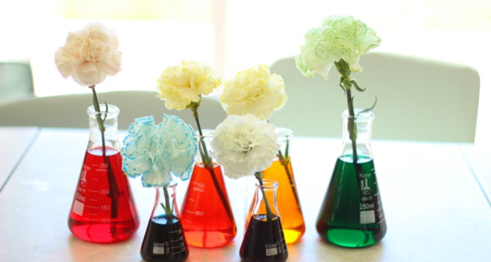 carnation changing color science experiment