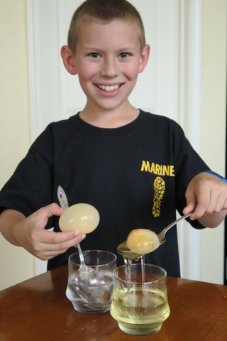 Boy taking eggs out of glasses day later
