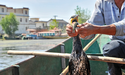 Cormorant Fishing